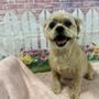 Photo of Paws Up Pet Grooming