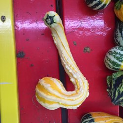 Wagner Bros Orchards - Odd gourds