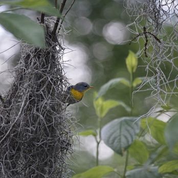 Lettuce Lake Park - Northern Parula - Parks Near Me - Tampa, Florida