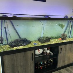 The Pet Department - Tiger Barb, Emerald Barb, Jack Dempsey, Firemouth, Gold Saum, Orange Parrot