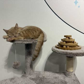 Mini Cat Town - Milpitas - Pet Adoption Near Me - Milpitas, California