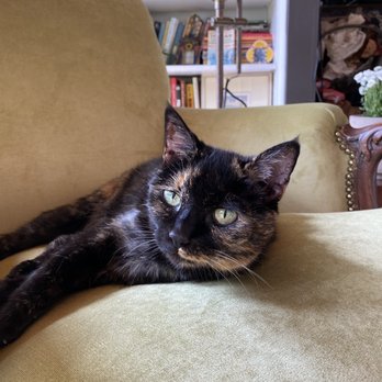 Threads - My cat approves as well (no scratching). - Furniture Reupholstery Near Me - San Diego, California