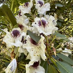 Indian Mary Park - Flowers at the park