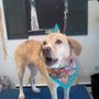 Photo of Smoochie Poochies Doggie Day Spa