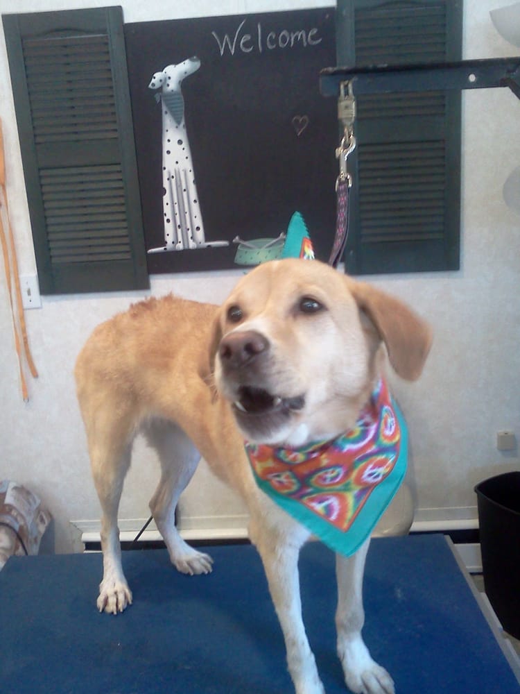 SMOOCHIE POOCHIES DOGGIE DAY SPA Updated September 2024 323 W Main