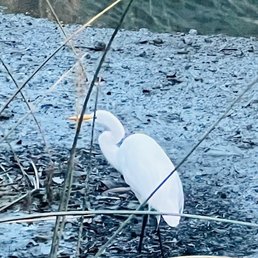 Egret Egret
