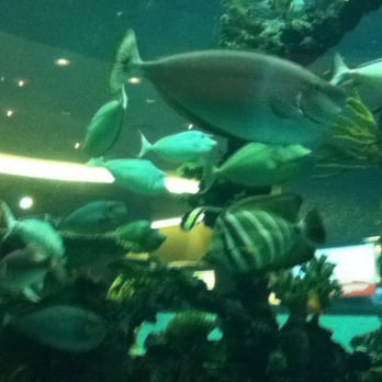 Chart House - Fishies! - Seafood Near Me - Las Vegas, Nevada