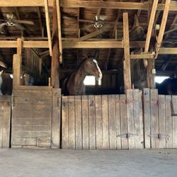 Woodpecker Farm - Horses in stables and more