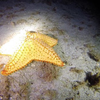 Blue Heron Bridge Scuba - Giant starfish - Scuba Diving Near Me Blue Heron Bridge Scuba - Giant starfish - Scuba Diving Near Me