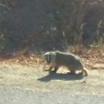 San Luis Reservoir State Recreation Area - A visiting badger. - Recreation Centers Near Me - Gustine, California San Luis Reservoir State Recreation Area - A visiting badger. - Recreation Centers Near Me - Gustine, California