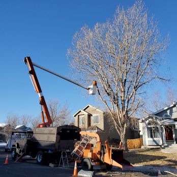Man VS Treez - Cottonwood - Tree Services Near Me - Aurora, Colorado Man VS Treez - Cottonwood - Tree Services Near Me - Aurora, Colorado