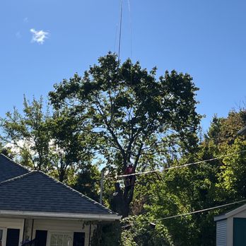 Jepson TreeX - Crane grabbing another pick from the tree being removed - Tree Services Near Me - Sudbury, Massachusetts