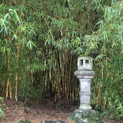Liliuokalani Park and Gardens - A mini bamboo forest!