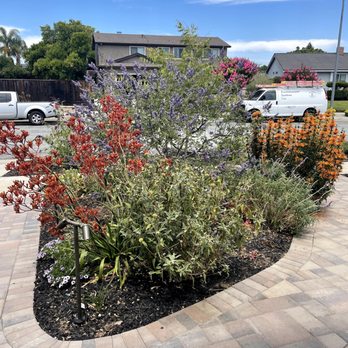 Golden Sky Landscape - After Colorful planter bed with Drought tolerant and showy flowered plants - attracting pollinators - Landscaping Near Me - San Jose, California