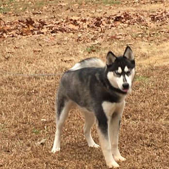 Petco - Cheyenne - Pet Training Near Me - Hickory, North Carolina
