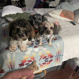 She is on the far left and I cut all the hair on top of her head and most of her body. She is on the far left and I cut all the hair on top of her head and most of her body.