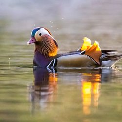 Beautiful Mandarin Duck | IG @moniquedao