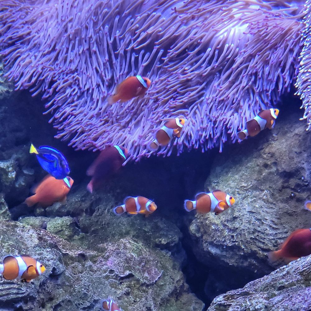 Seattle Aquarium - Aquariums Near Me - Seattle, Washington Seattle Aquarium - Aquariums Near Me - Seattle, Washington