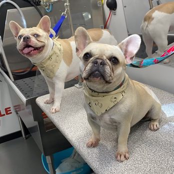 The Gentle Spaw - Pet Groomers Near Me