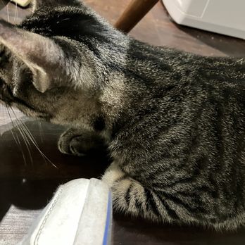 Good Luck Cat Cafe - Pet Services Near Me - Fort Lauderdale, Florida