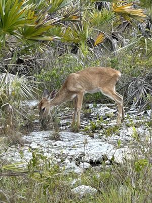 National Key Deer Refuge Nature Center by null