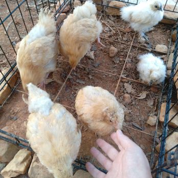Cackle Hatchery® - Our 4 Buffs and 2 surviving Silkies at almost 7 weeks. - Bird Shops Near Me - Lebanon, Missouri