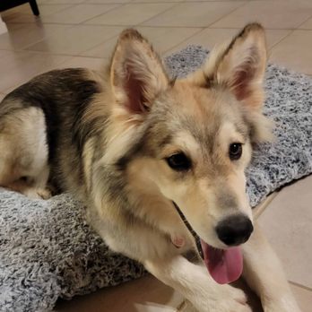 Westside German Shepherd Rescue - Pet Adoption Near Me - Los Angeles, California