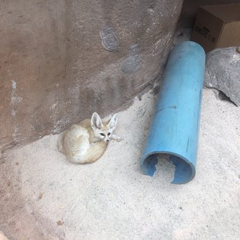Honolulu Zoo - Cutest animal ever? The Fennec fox. - Zoos Near Me - Honolulu, Hawaii