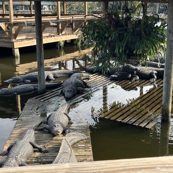 Gatorland - Zoos Near Me - Orlando, Florida Gatorland - Zoos Near Me - Orlando, Florida