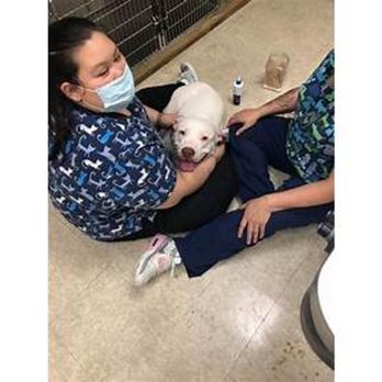 Intercity Veterinary Hospital - Veterinarians Near Me - Everett, Washington Intercity Veterinary Hospital - Veterinarians Near Me - Everett, Washington