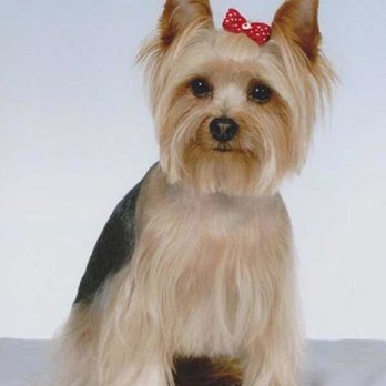 Classy Pet Cuts - What I wanted for her face. - Pet Groomers Near Me - El Paso, Texas