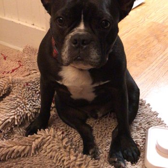 DogEvolve - Pet Training Near Me