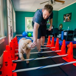 Florida Veterinary Rehabilitation
