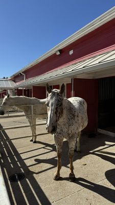 Purina Farms by null