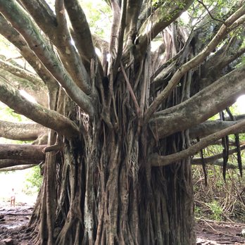 Pipiwai Trail - Hiking Near Me - Hana,, Hawaii