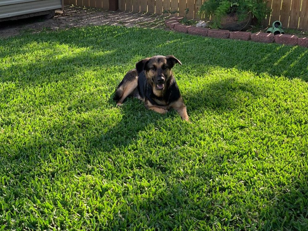 IN CONTROL DOG TRAINING Updated May 2024 New Orleans, Louisiana