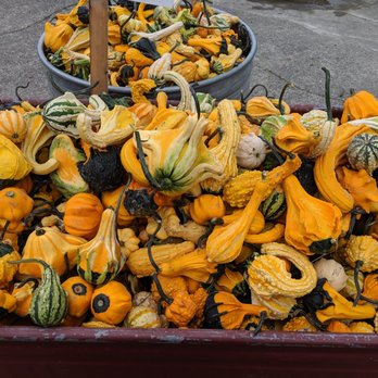 Craven Farm - Gourds, glorious gourds - Venues & Event Spaces Near Me - Snohomish, Washington