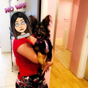 Pampered Paws - Pet Groomers Near Me - Carmichael, California Pampered Paws - Pet Groomers Near Me - Carmichael, California