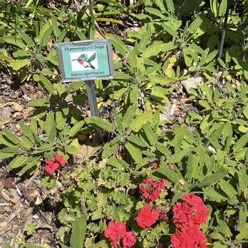 Conejo Valley Botanic Garden - Calling all Hummingbirds!! - Botanical Gardens Near Me - Thousand Oaks, California