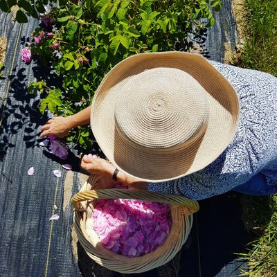 Okanagan Lavender & Herb Farm by null