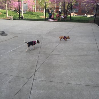 West Loop Dog Park - Not too much action today - Dog Parks Near Me - Chicago, Illinois