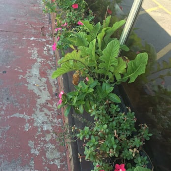 Subway - Little window box outside the storm adds unexpected charm. Also had outdoor seating. - Sandwiches Near Me - Alma, Georgia Subway - Little window box outside the storm adds unexpected charm. Also had outdoor seating. - Sandwiches Near Me - Alma, Georgia
