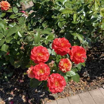 Tyler Rose Garden Center - Just one type of the lovely roses in bloom - Parks Near Me - Tyler, Texas Tyler Rose Garden Center - Just one type of the lovely roses in bloom - Parks Near Me - Tyler, Texas