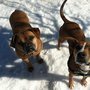 Photo of Neighborhood Paws