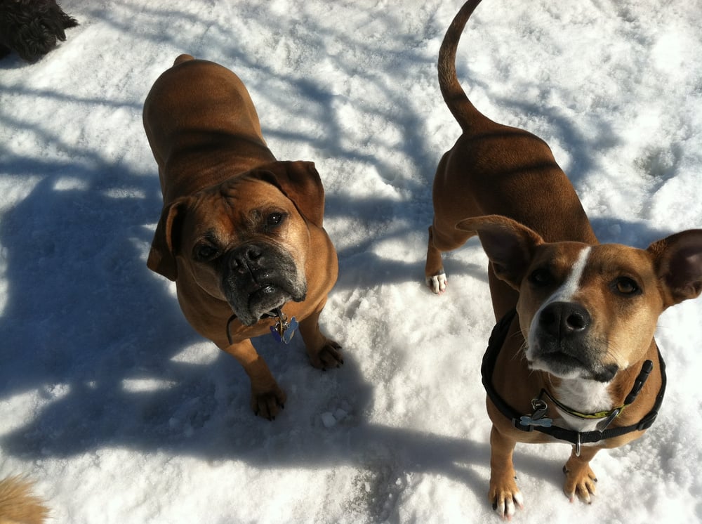 Neighborhood Paws - pet boarding facility in Somerville, MA