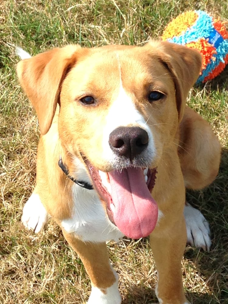 HUMANE SOCIETY OF SOUTHEAST TEXAS Updated October 2024 10 Reviews