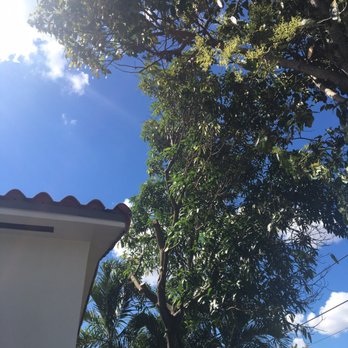 Acosta Tree Service - After - Tree Services Near Me - Miami, Florida Acosta Tree Service - After - Tree Services Near Me - Miami, Florida
