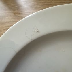 Pupuseria la salvadoreña - Hair on food.