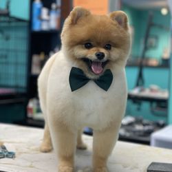Coco Clips Dog Grooming