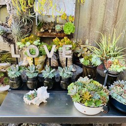 Succulent Cafe 775 Photos 317 Reviews Coffee Tea 505 Oak Ave Carlsbad Ca Phone Number Yelp